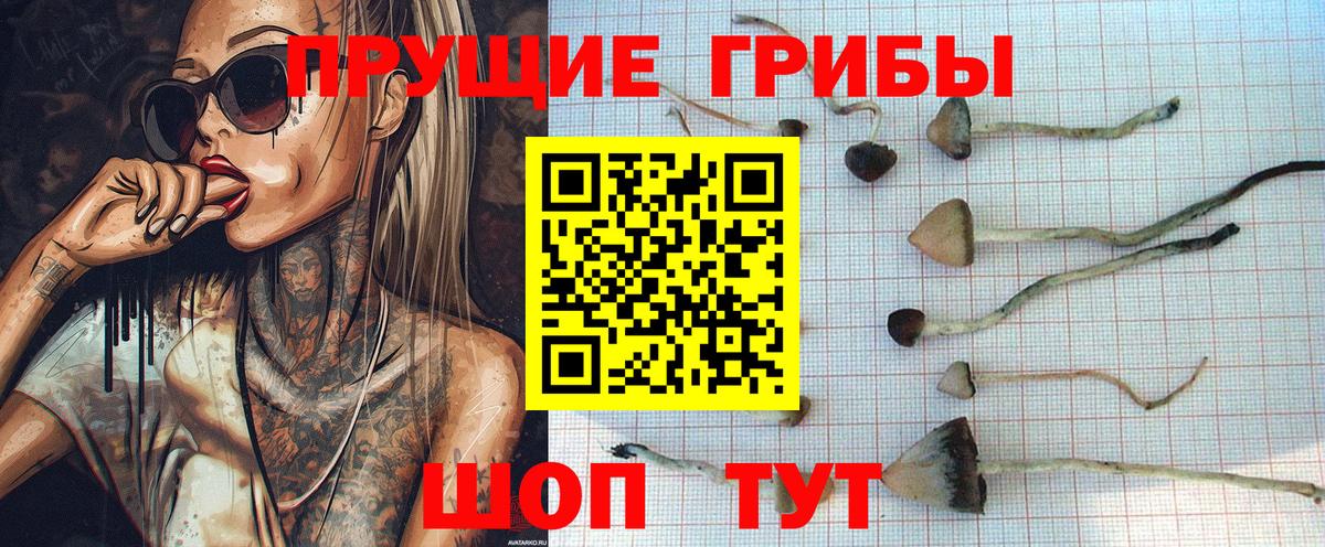 Ярославль  Псилоцибиновые грибы Psilocybe  закладки  Вход с VPN 